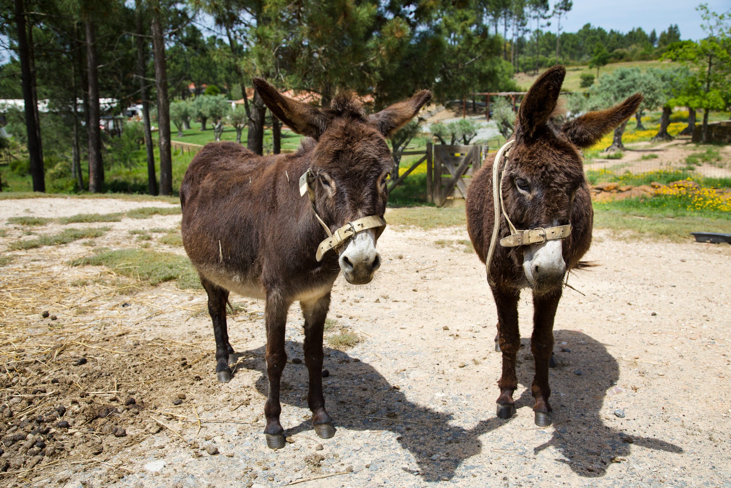Resident donkeys at TEIMA